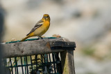 B.Oriole