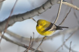 Bright Pine warbler, Kentville (CBC)