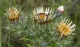 Driedistel, Carlina vulgaris