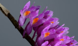 Dendrobium secundum, close