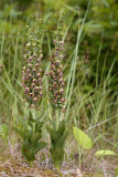Duinwespenorchis E. helleborine ssp. neerlandica, zeer zeldzaam - very rare