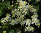 Wilde clematis, Clematis vitalba, fam. Ranunculaceae
