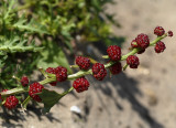 Aardbeispinazie, close, Chenopodium capitatum