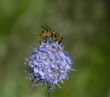 Blauwe knoop in bloei, Succisa pratensis