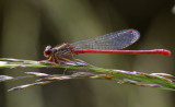 Koraal man, Ceriagrion tenellum