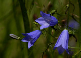 Grasklokje, Campanula rotundifolia
