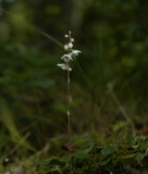 Rondbladig wintergroen, Pirola rotundifolia