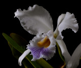 Cattleya gaskelliana var. coerulea, close