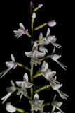 Stenoglottis zambesiana