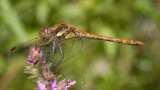 Sympetrum striolatum, bruinrode heidelibel man jong