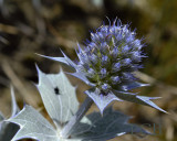 Zeedistel bloemen, Eryngium maritimum
