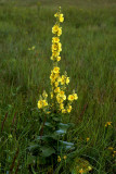 Koningskaars, Verbascum thapsus