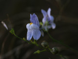 Linaria repens, gestreepte leeuwenbek