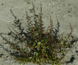 Zoutmelde, Halimione portulacoides fam. Chenopodiaceae