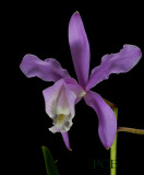 Cattleya harrisoniana