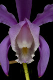 Cattleya harrisoniana