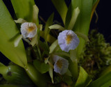 Cischweinfia dasyandra, flowers 2 cm