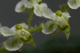 Ornithocephalus mirticola, flowers 4 mm