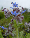 Komkommerkruid, Borago officinalis