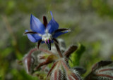 Komkommerkruid, close - Borago officinalis
