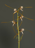 Masdevallia polysticta