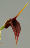 Masdevallia sp. 4.5-5 cm