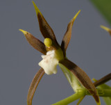 Ada elegantula, flower 2.5 cm