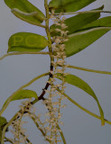 Diaphananthe bidens,  plant about 60 cm