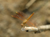 Brachythemis contaminata, immature male