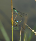 Ischnura senegalensis, mating