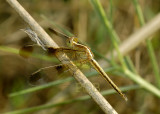 Neurothemis tullia, female