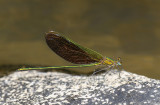 Neurobasis chinensis