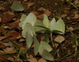 Puddling, Catopsilia pomona