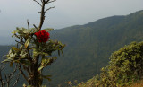 Rhododendron borealis var. Wallichii