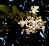 Dendrobium virgineum, pink, flowers 9 cm, 1600 metres, Ueang Nang Chee