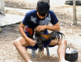 Fighting cock, massage