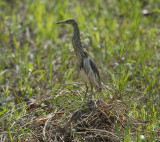 Heron, Ardeola speciosa