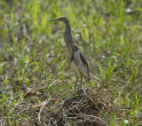 Heron, Ardeola speciosa