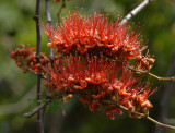 Monky flower tree close-up, Phyllocarpus septentrionalis