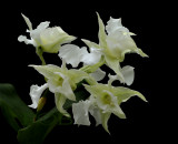 Dendrobium forbesii