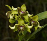Dendrobium  macrophyllum, Papua new Guinea