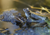 Kikkers, Rana temporaria (bruine kikker)