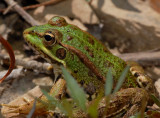 Zuidelijke groene kikker, Rana perezi