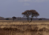 Sallandse heuvelrug, pijpestrootje