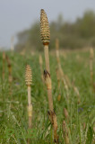 Heermoes paardestaart, Equisetum arvense, sporenkolven