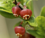Vacciunium myrtillus, close