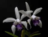 Cattleya intermedia coerulea, rare in the wild