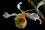 Dendrobium signatum, pale form