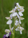 Anacamptis morio  semi-alba, natuurlijk licht