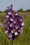 Anacamptis morio